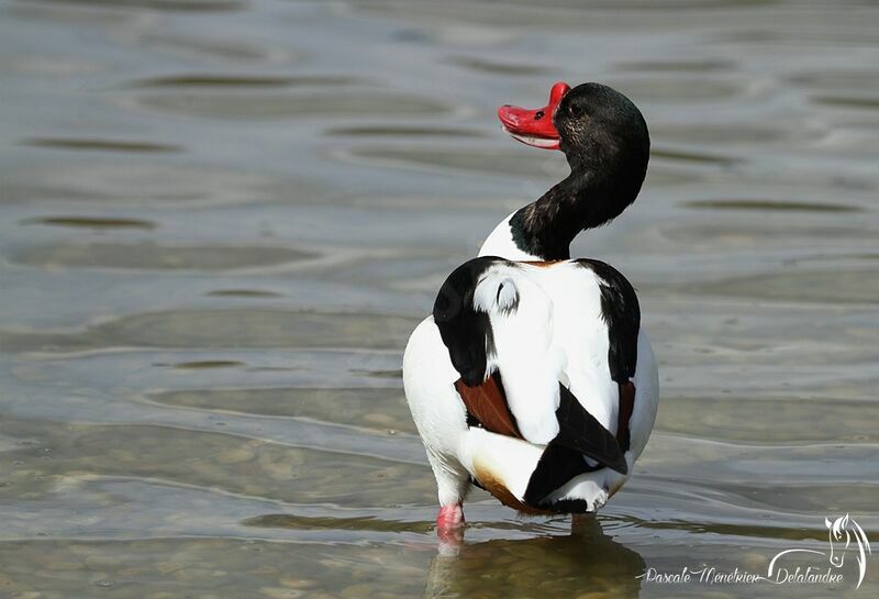 Common Shelduck