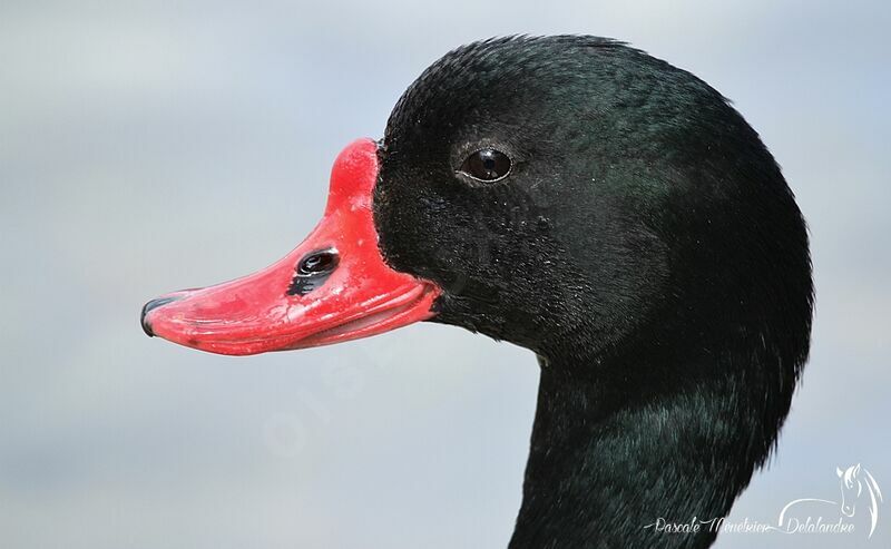 Common Shelduck