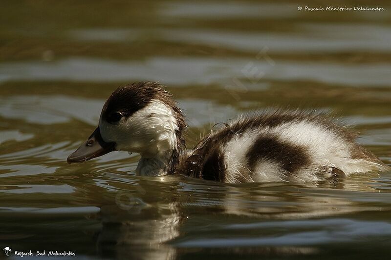 Common Shelduckjuvenile