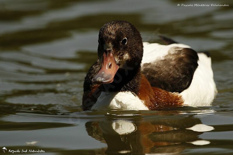 Common Shelduck