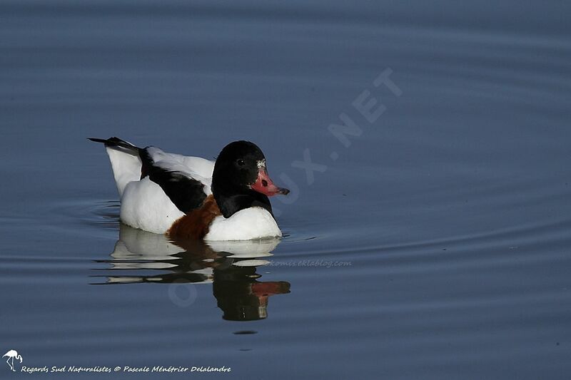 Common Shelduck