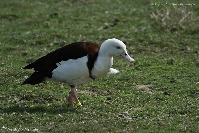 Radjah Shelduck