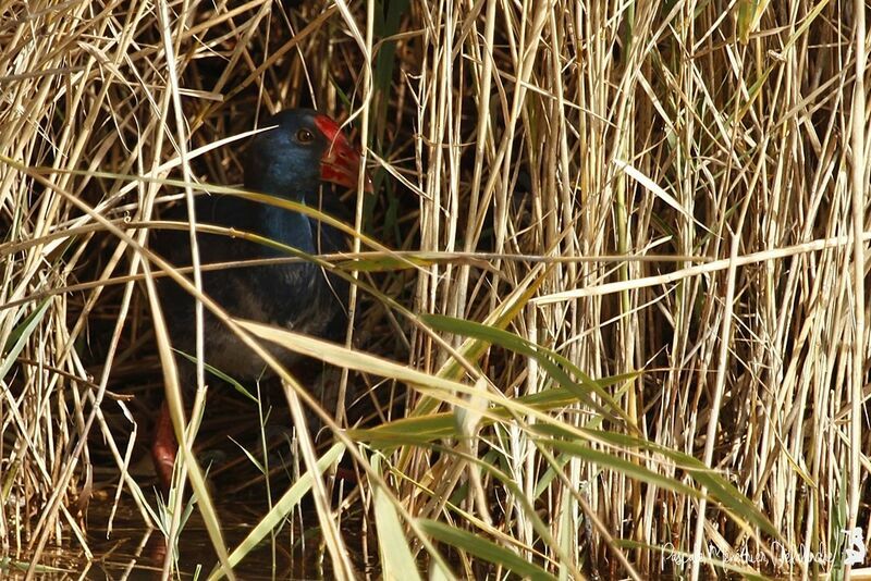 Western Swamphen