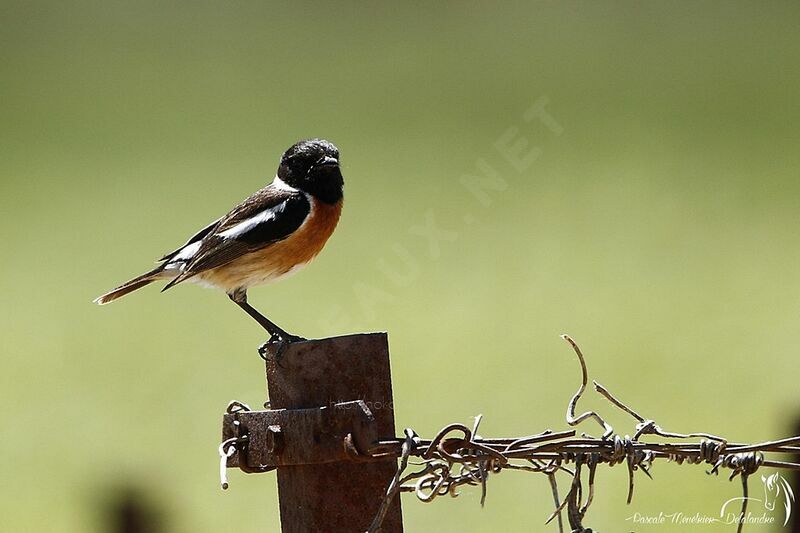 European Stonechat