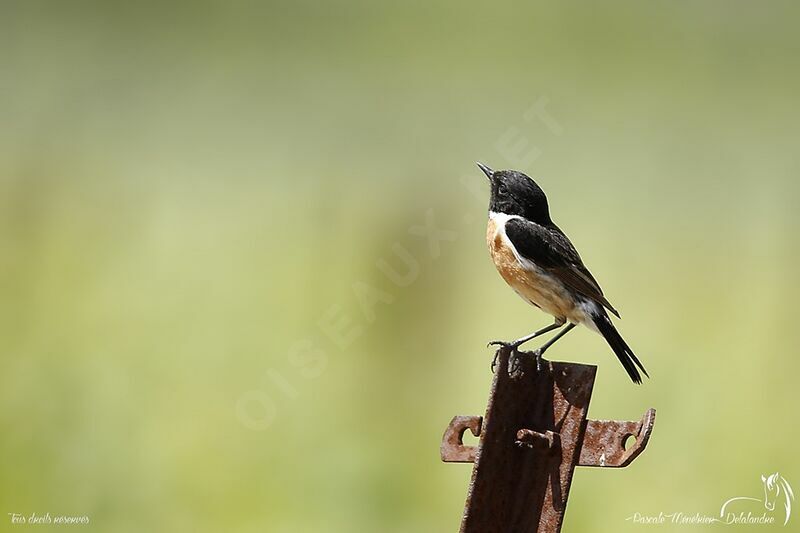 European Stonechat