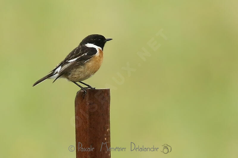 European Stonechat male adult breeding