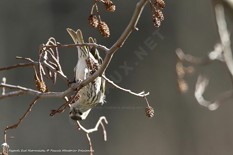 Eurasian Siskin