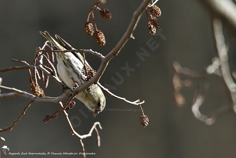 Eurasian Siskin