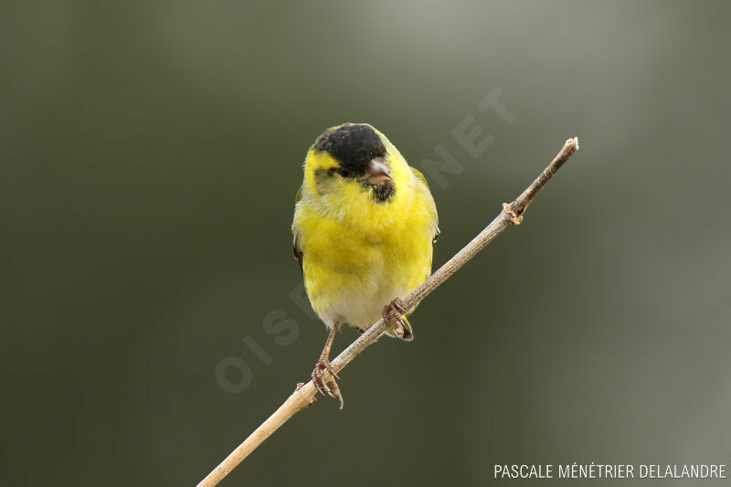 Eurasian Siskin male