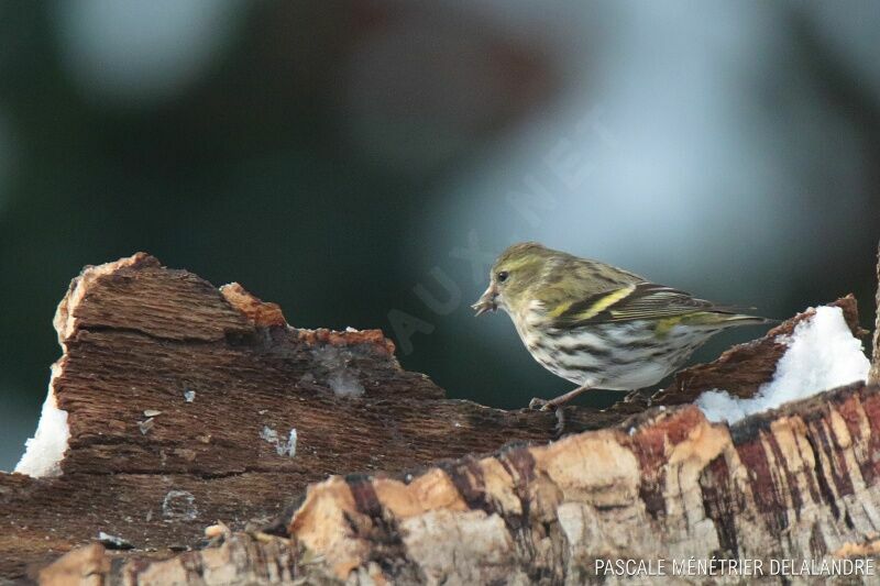 Eurasian Siskin female adult