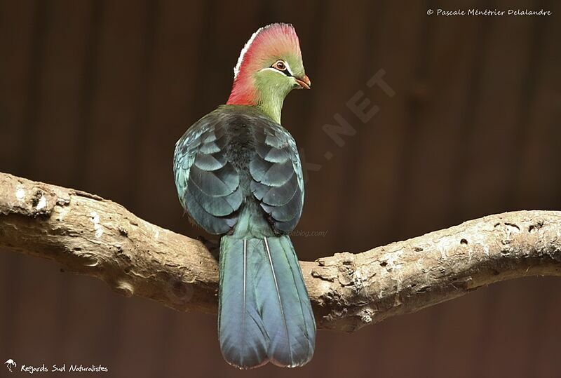 Fischer's Turaco