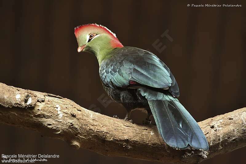 Fischer's Turaco, identification