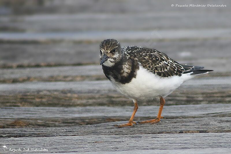 Ruddy Turnstone