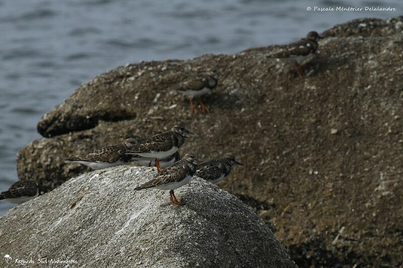 Ruddy Turnstone