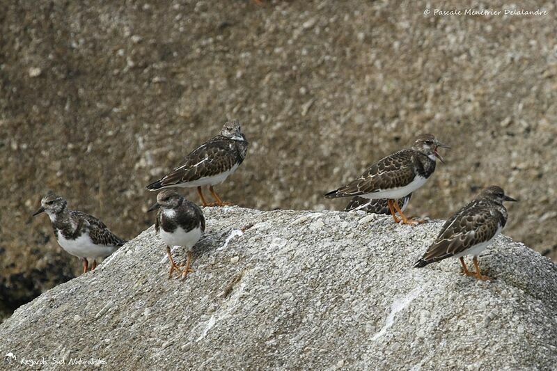 Ruddy Turnstone