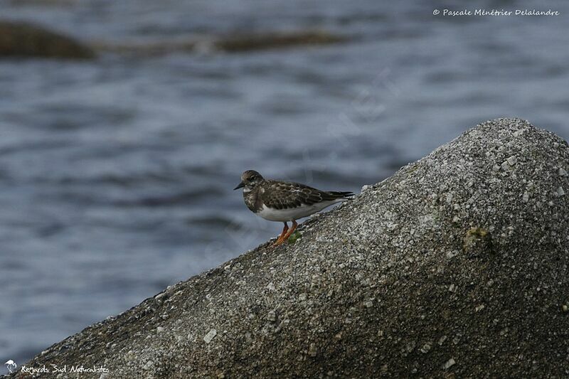 Ruddy Turnstone