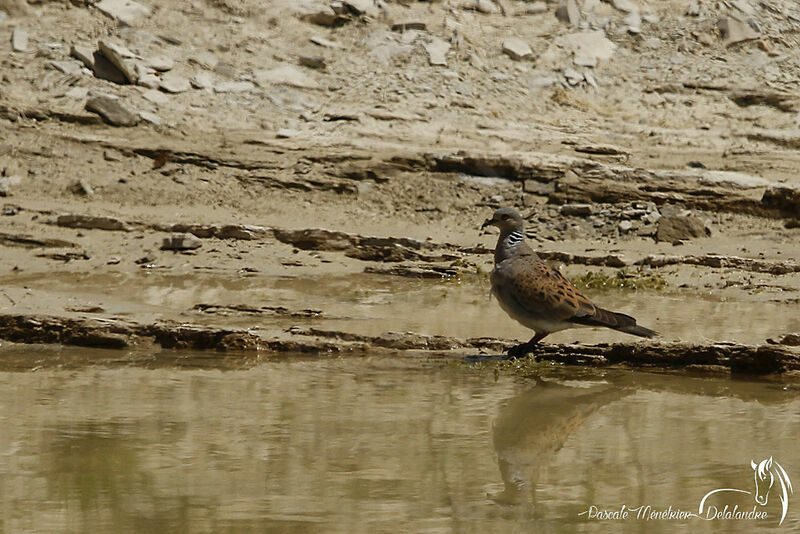 European Turtle Dove