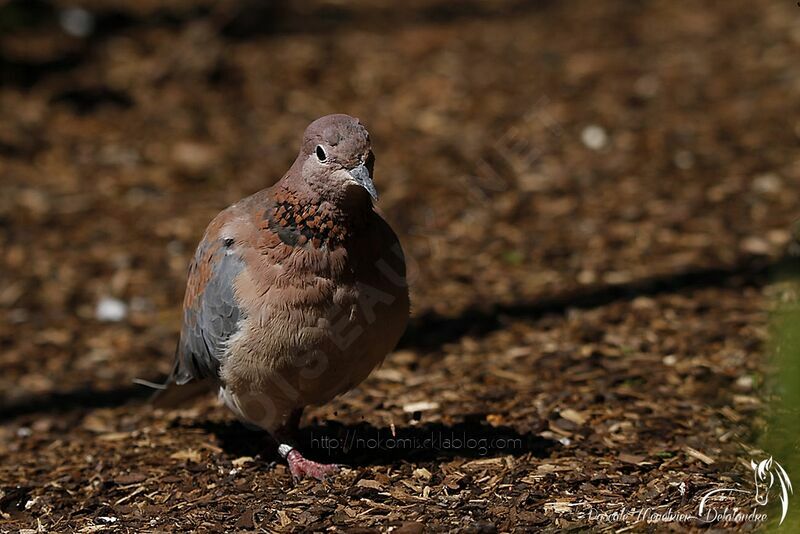 Laughing Dove