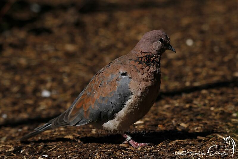 Laughing Dove