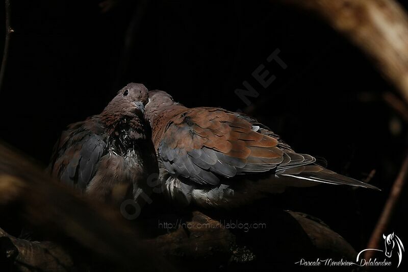 Laughing Dove