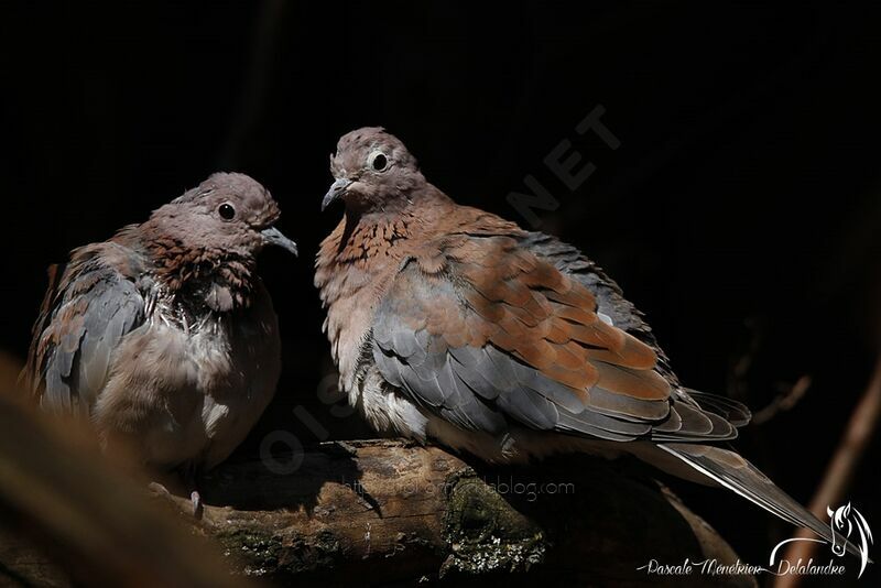 Laughing Dove