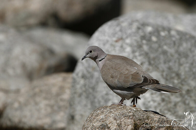 Eurasian Collared Dove