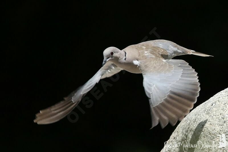 Eurasian Collared Dove