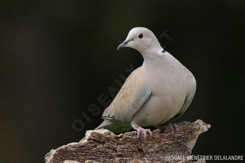 Eurasian Collared Doveadult