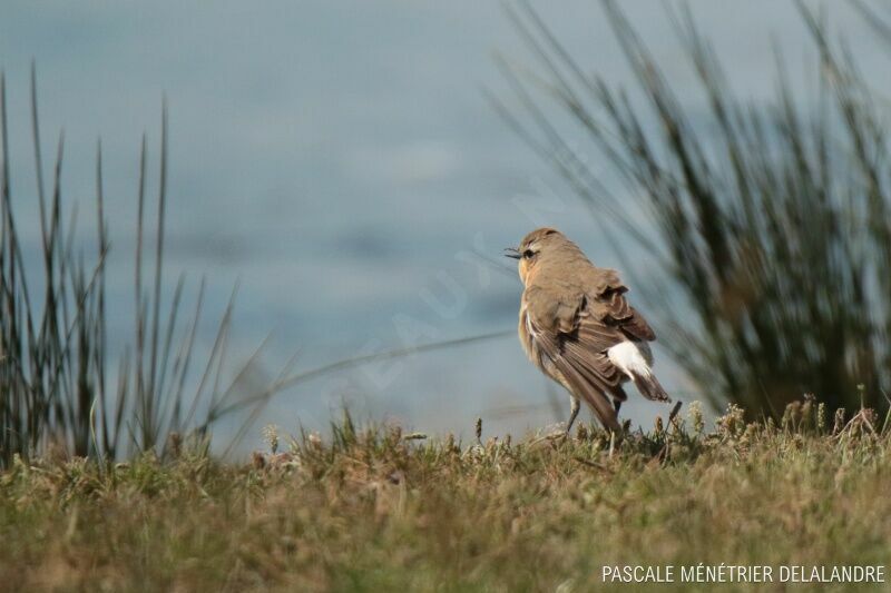 Northern Wheatear