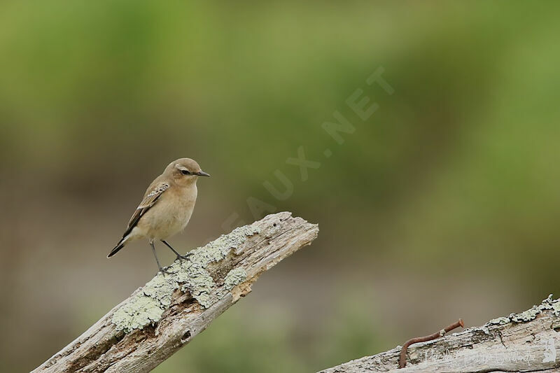 Northern Wheatear