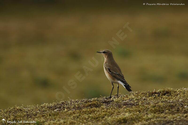 Northern Wheatear