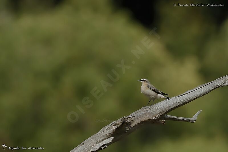 Northern Wheatear