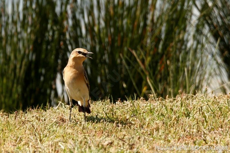 Northern Wheatear