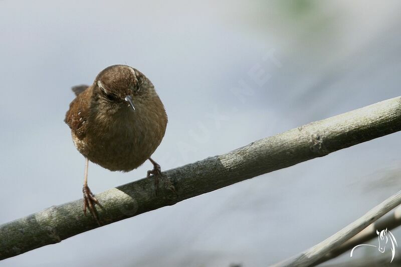 Troglodyte mignon