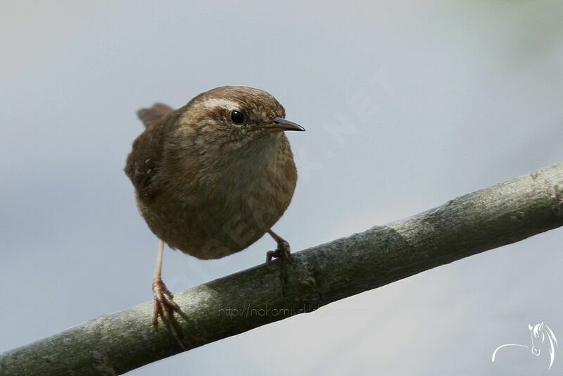 Eurasian Wren