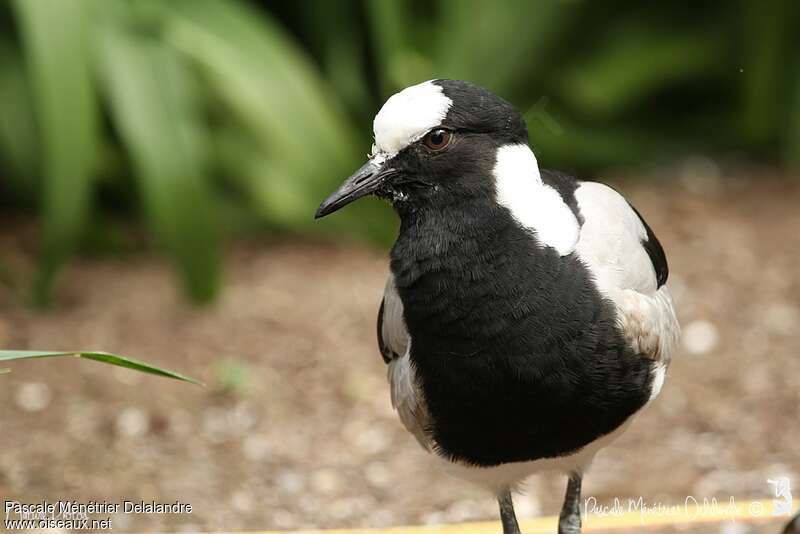 Blacksmith Lapwing