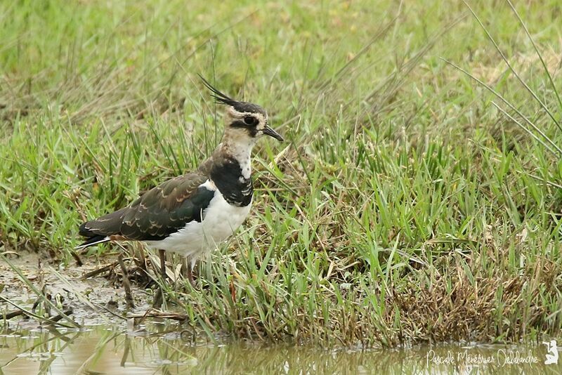 Northern Lapwing