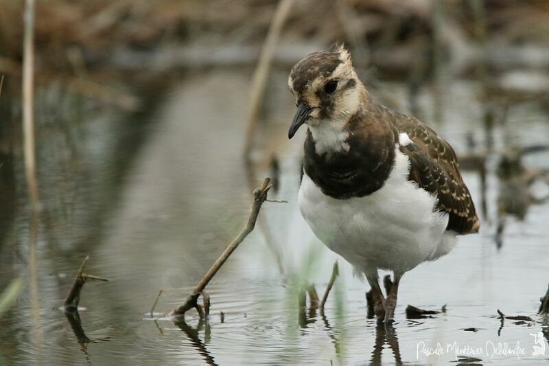 Northern Lapwing