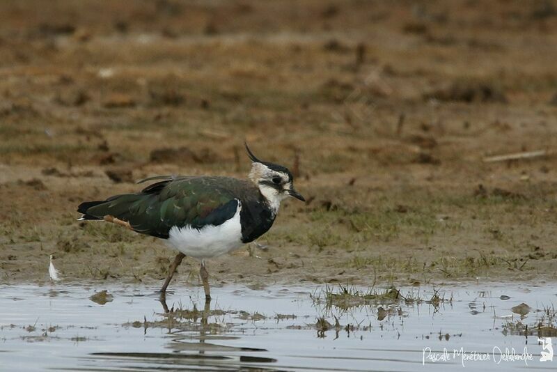 Northern Lapwing