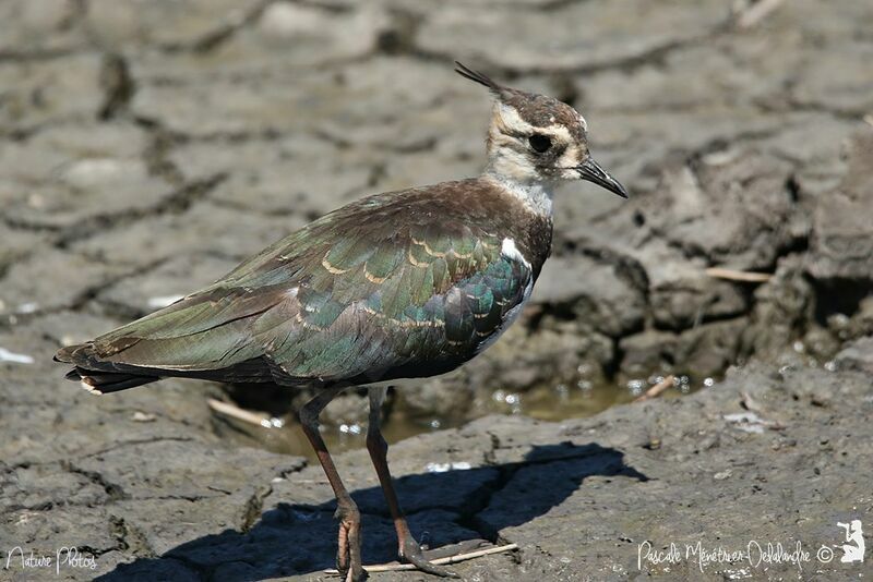 Northern Lapwing