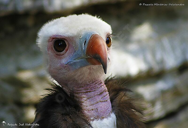 White-headed Vulture