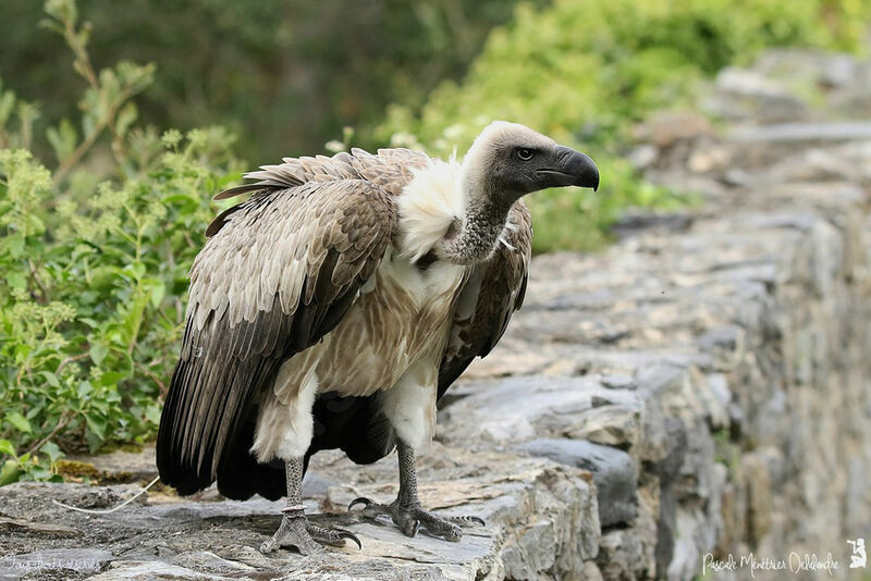 White-backed Vulture