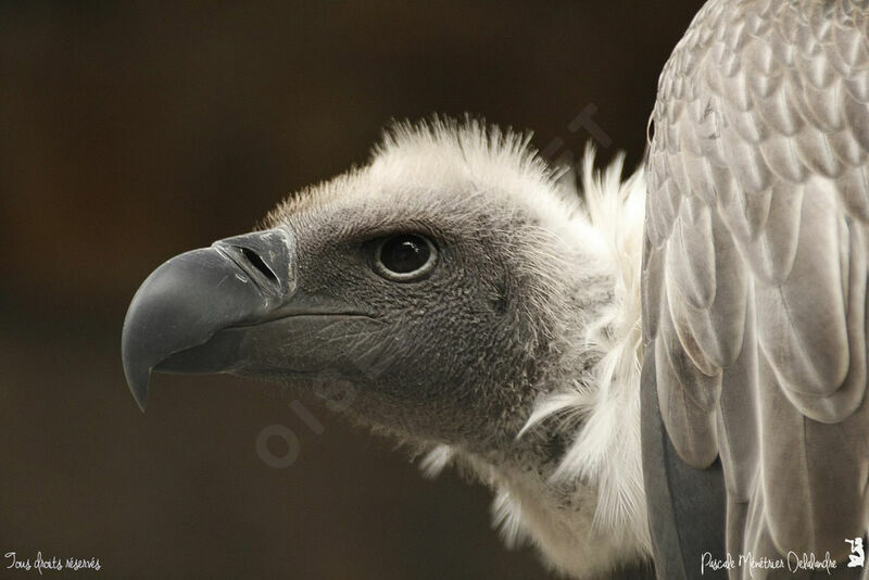 White-backed Vulture