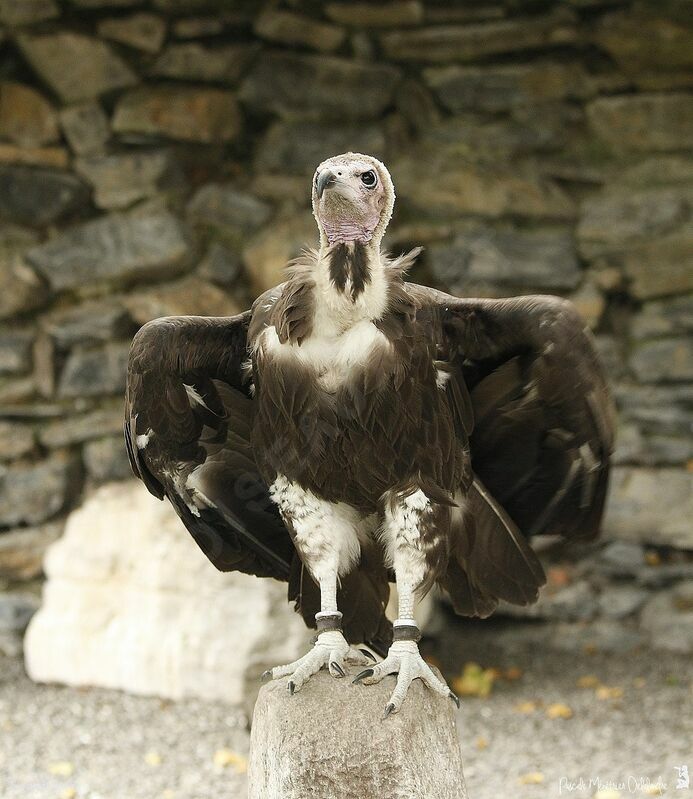 Vautour charognard