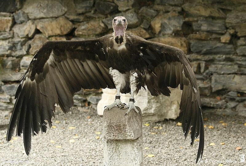 Hooded Vulture