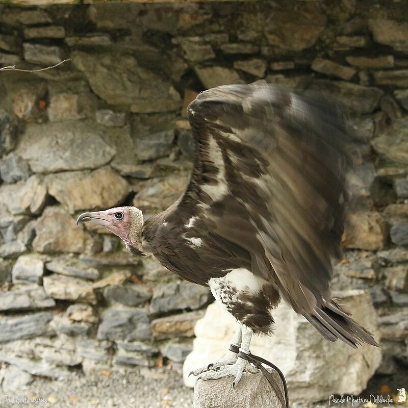 Hooded Vulture