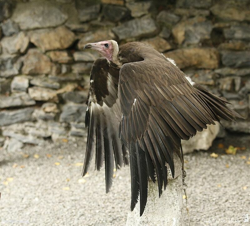 Hooded Vulture