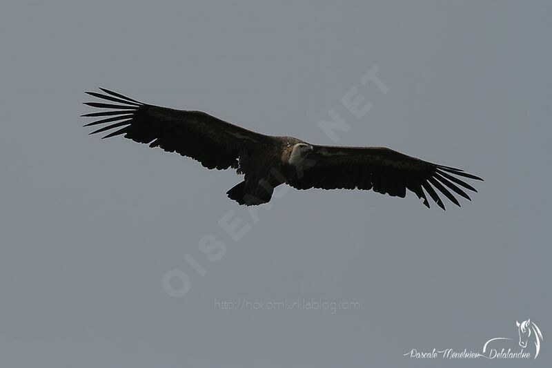 Griffon Vulture