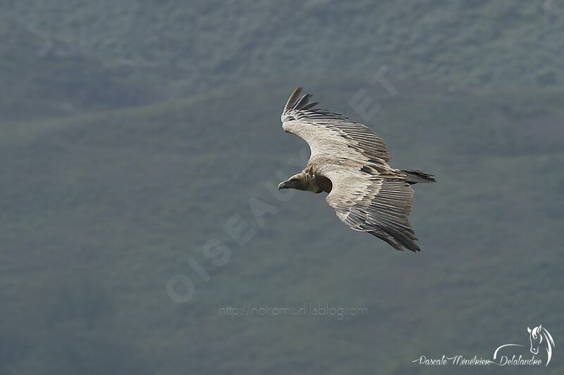 Vautour fauve