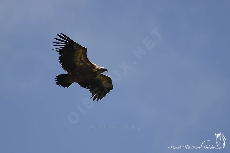 Griffon Vulture